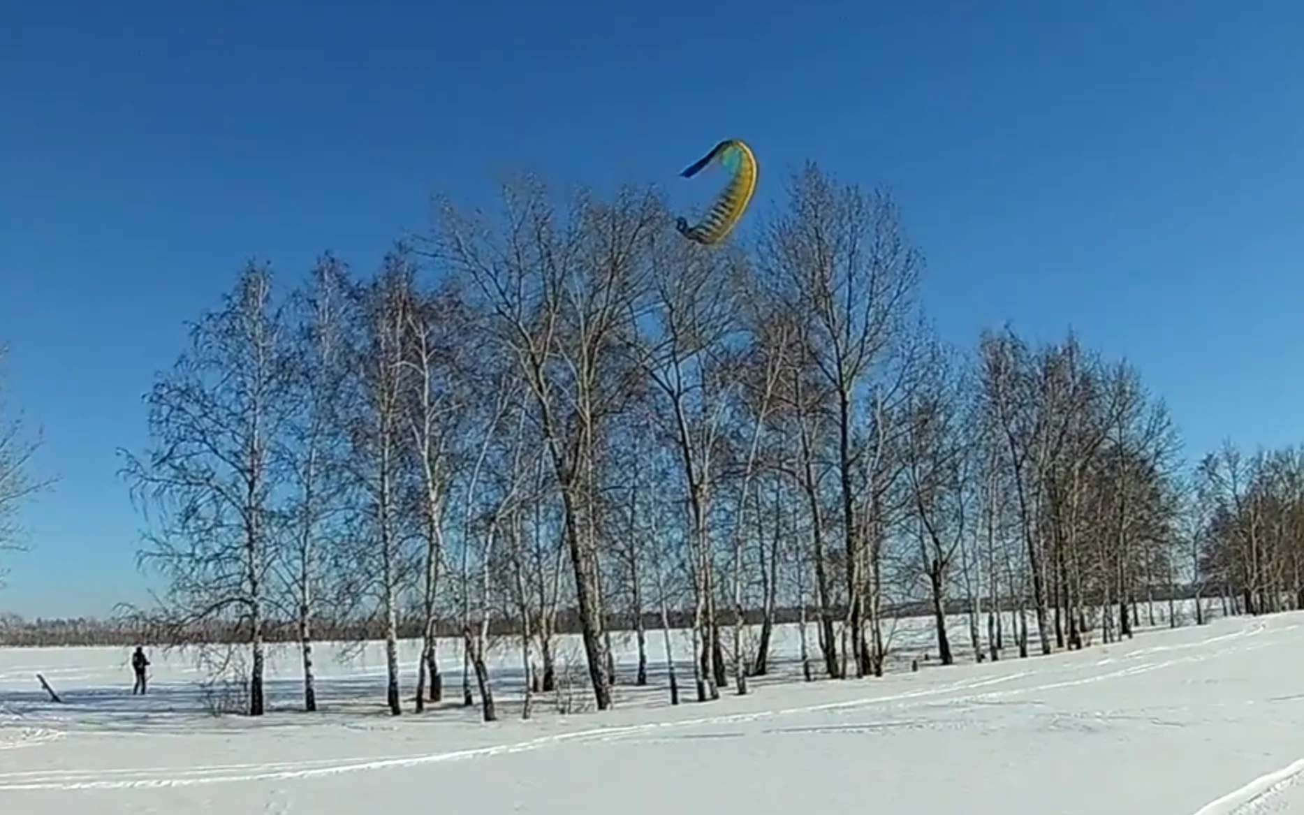 Парафойл на дереве